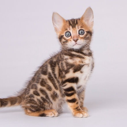 Bengal kittens Stuttgart - photo 2