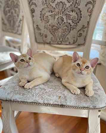 European Burmese kittens Stuttgart