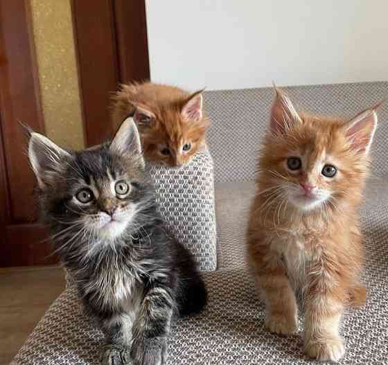 Maine coon kittens Гамбург