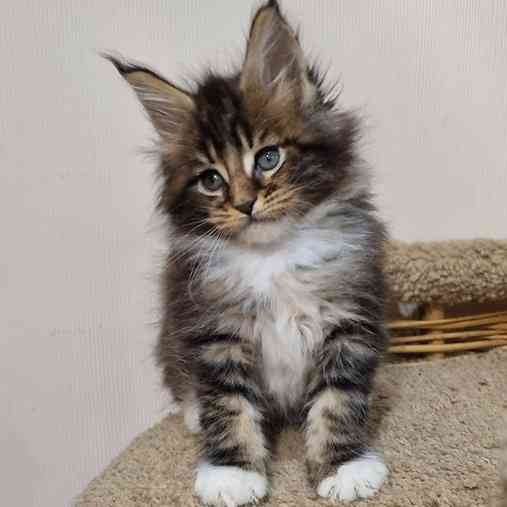 Maine coon kittens Кайзерслаутерн