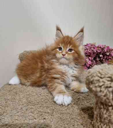 Maine coon kittens Кайзерслаутерн