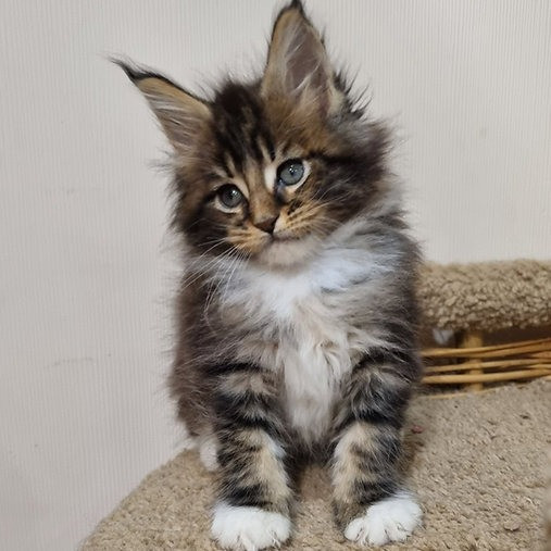 Maine coon kittens Kaiserslautern - photo 3