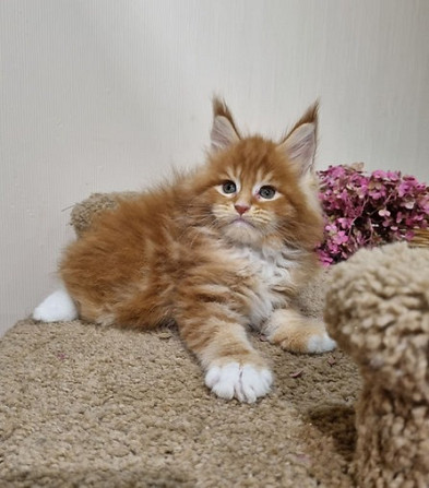 Maine coon kittens Kaiserslautern - изображение 2