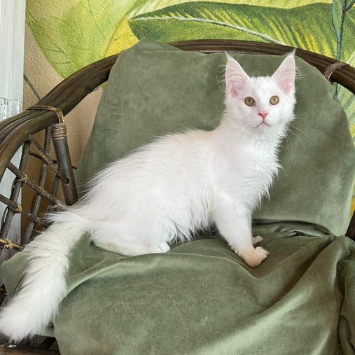 Maine coon kittens Kaiserslautern - photo 1