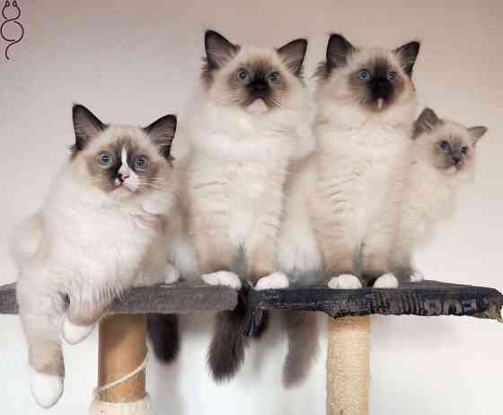 Ragdoll kittens Гамбург