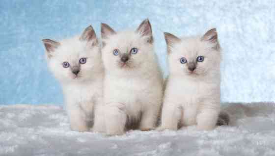 Ragdoll kittens Hannover