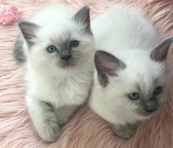 Ragdoll kittens Дюссельдорф