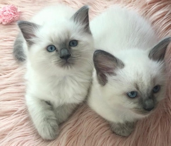 Ragdoll kittens Düsseldorf - изображение 1