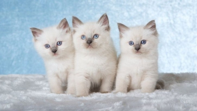 Ragdoll kittens Kaiserslautern - photo 1