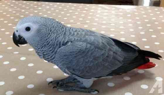 African Grey Parrots Берлін