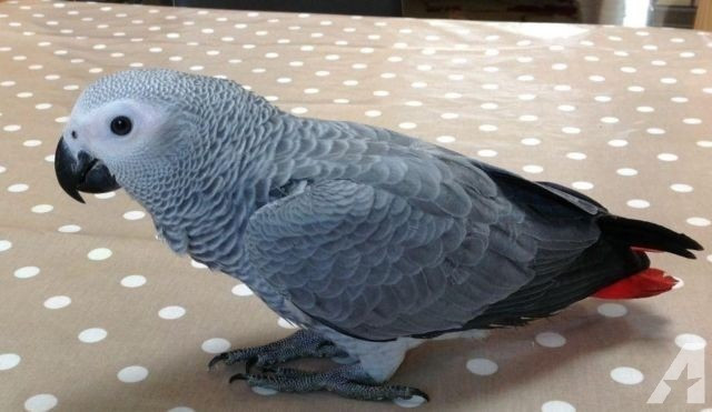 African Grey Parrots Berlin - photo 1