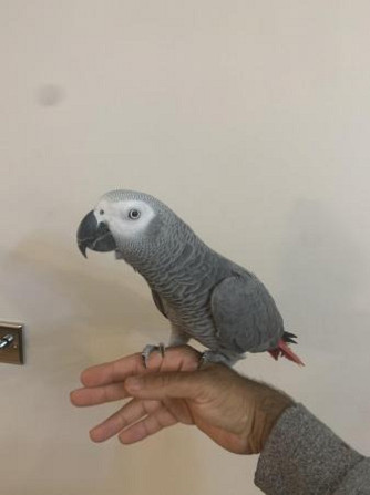 African grey Parrots and fertile eggs Bremen - photo 1