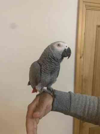 African Grey Parrots Гамбург