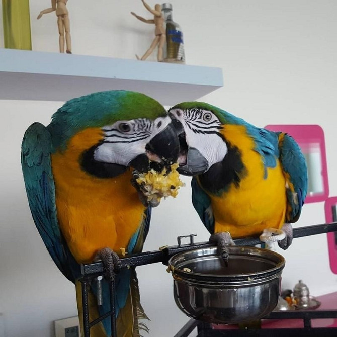 Amazing Talking Blue & Gold Macaw Parrots For Good Homes Берлін - изображение 1