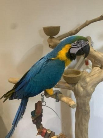 Amazing Talking Blue & Gold Macaw Parrots For Good Homes Potsdam - photo 1