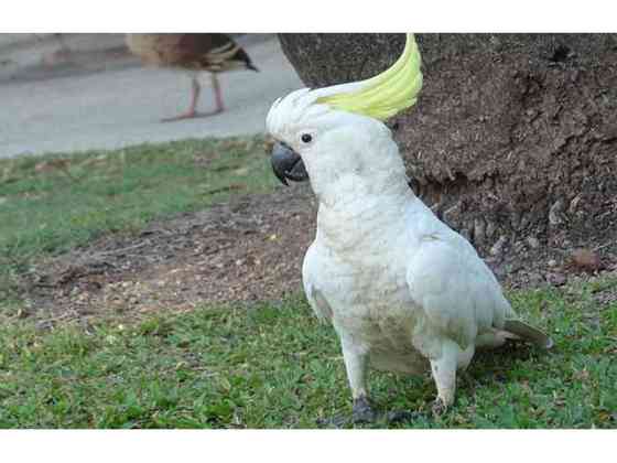 Cockatoo Parrots München