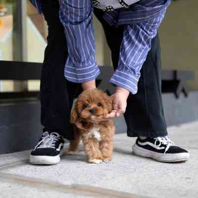 Toy Poodle Puppies Munich