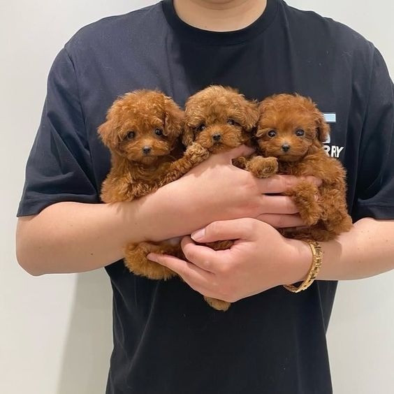 Toy Poodle Puppies Мюнхен - изображение 1