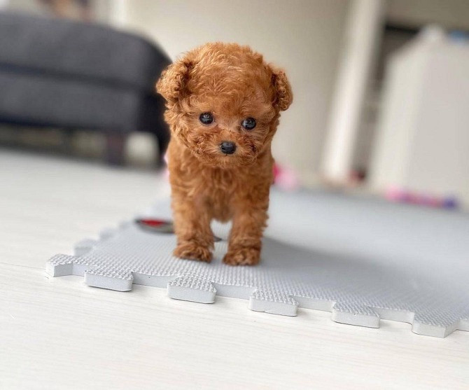 Toy Poodle Puppies Bremen - photo 1