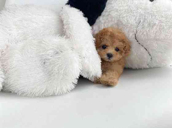 Toy Poodle Puppies Bremen