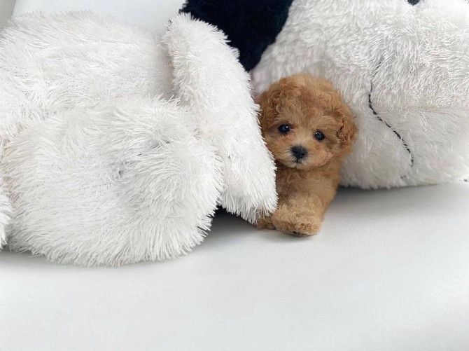 Toy Poodle Puppies Bremen - photo 1