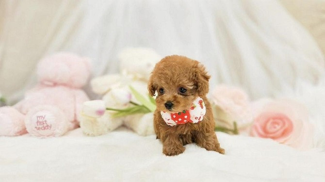 Toy Poodle Puppies Бремен - изображение 2