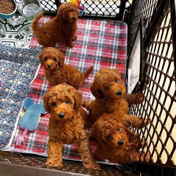 Toy Poodle Puppies Вісбаден - изображение 1