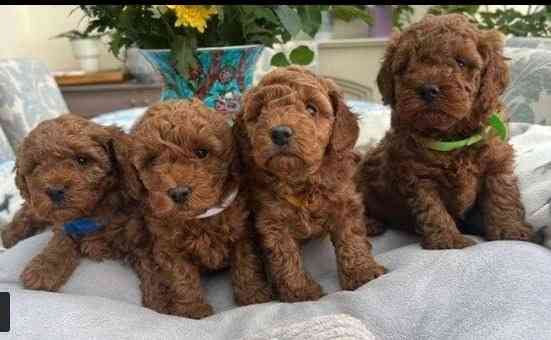 Toy Poodle Puppies Майнц