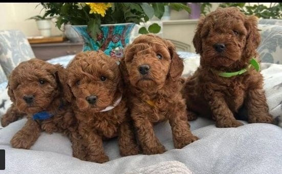 Toy Poodle Puppies Mainz - photo 1