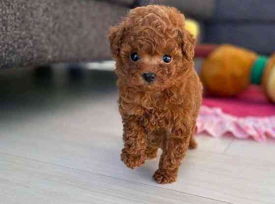 Toy Poodle Puppies Саарбрюккен