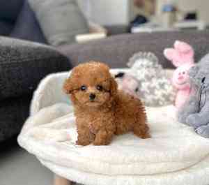 Toy Poodle Puppies Майнц