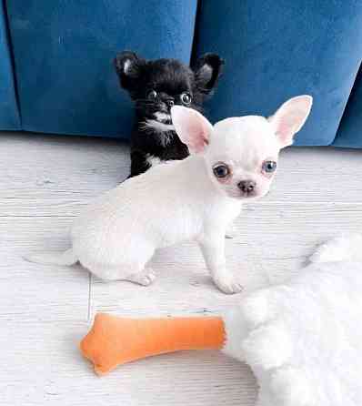 Chihuahua puppies Гамбург