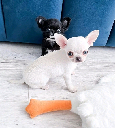 Chihuahua puppies Гамбург - изображение 1