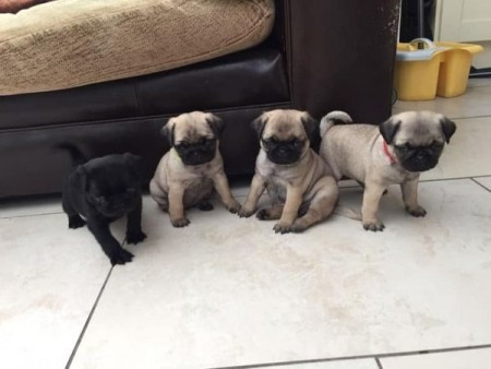 Pug puppies Hamburg - photo 1