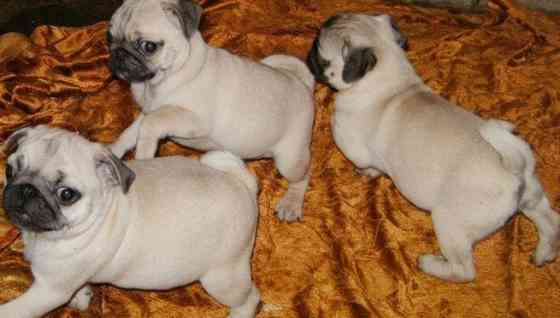 pug puppies Дрезден