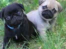 Pug Puppies Munich