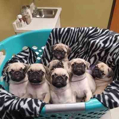 Pug Puppies Bremen