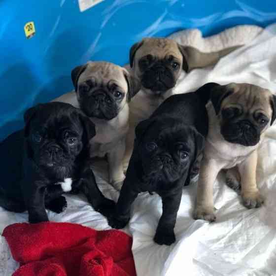 Pug Puppies Вісбаден