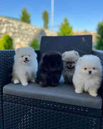 Pomeranian Puppies Штутгарт