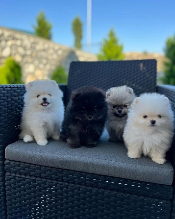 Pomeranian Puppies Stuttgart - изображение 1