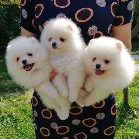 Pomeranian Puppies Берлин