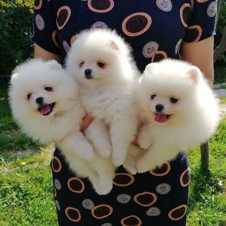 Pomeranian Puppies Berlin - photo 1