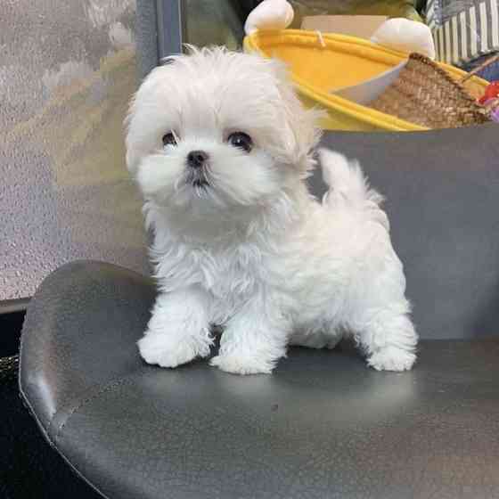 Maltese Puppies Bremen