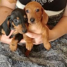 Miniature Dachshund Puppies Шверін - изображение 1