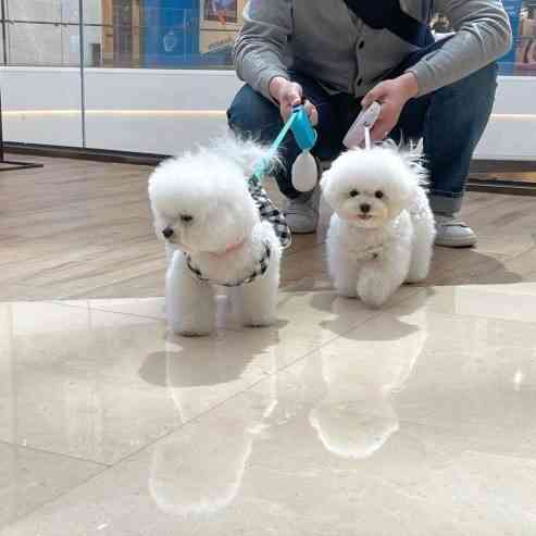 Bichon frise Puppies Гамбург