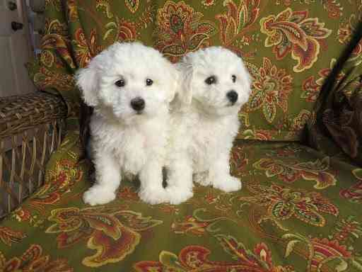 Bichon frise Puppies Штутгарт