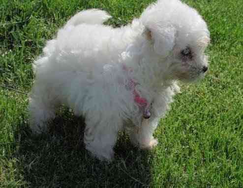 Bichon frise Puppies Wiesbaden