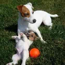 Jack Russell Puppies Hamburg