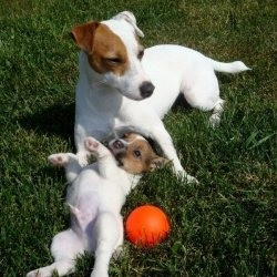 Jack Russell Puppies Hamburg - photo 1