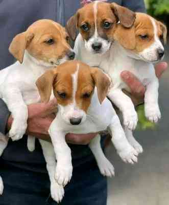 Jack Russell Puppies Мюнхен